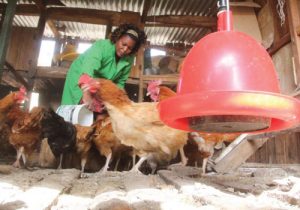 Poultry Farming Programme